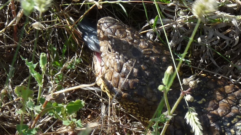 Tannenzapfenskink